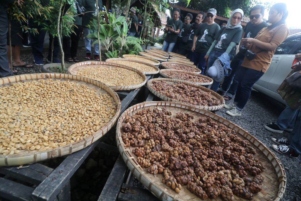 Sejumlah pengunjung melihat biji kopi luwak yang sedang di jemur. Wisata ini menawarkan pengunjung untuk mengamati proses pengolahan kopi luwak secara langsung.