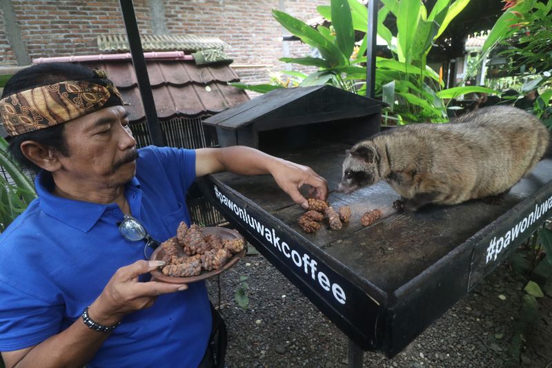 Pemilik luwak mengumpulkan biji kopi dari sisa kotoran luwak di Desa Wanurejo, Magelang, Jawa Tengah, Jumat (21/10/2022).