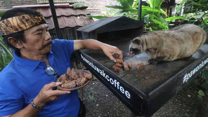 Pemilik luwak mengumpulkan biji kopi dari sisa kotoran luwak di Desa Wanurejo, Magelang, Jawa Tengah, Jumat (21/10/2022).