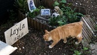 Seekor kucing bertanya-tanya melalui pemakaman hewan peliharaan Casa Rosa di Roma. Selama beberapa dekade, lebih dari 1.000 hewan peliharaan telah dikuburkan di Casa Rosa. Tetapi pemilik hewan peliharaan yang paling terkenal adalah mendiang diktator Italia, Benito Mussolini.