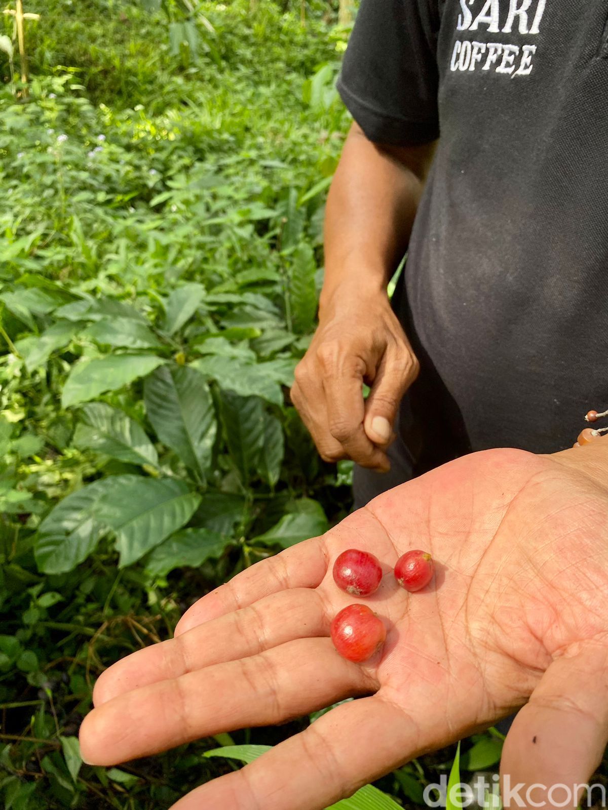 Jejak Perkebunan Kopi Tertua hingga Kenikmatan Lodeh Tewel di Bumi Bung Karno