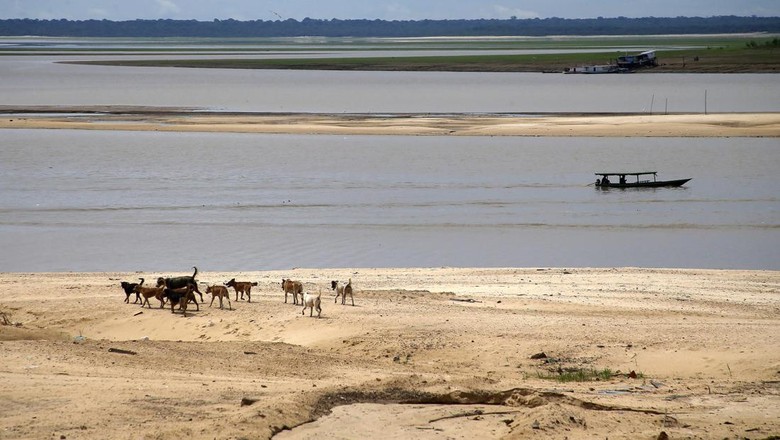 Kondisi kekeringan di kawasan sekitar sungai Amazon.