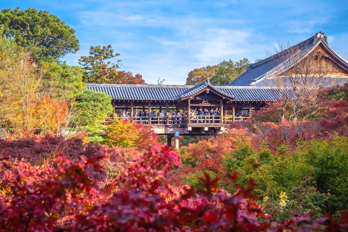 Japan - November 22, 2019 : Tourists enjoy Maple Autumn Leaves Sightseeing at Tofukuji Temple, Kyoto, Japan