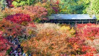 Kejadian itu berlangsung di sebuah kuil Buddha yang tentunya sudah berusia berabad-abad. Adalah toilet komunal di Tofukuji di Kyoto, bangunan berasal dari abad ke-15 dan ditetapkan sebagai aset budaya yang penting (Foto: iStock)