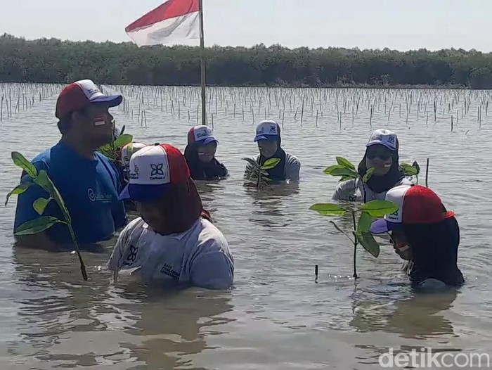 Penanaman pohon mangrove di Brebes.