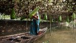Begini Cara Bangladesh Siasati Ketahanan Pangan