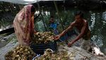 Begini Cara Bangladesh Siasati Ketahanan Pangan