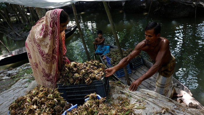 Pertanian Terapung, Siasat Ketahanan Pangan Bangladesh A farmer places water weeds on top of the seedlings' root on a floating bed, at his farm in Pirojpur district, Bangladesh, August 16, 2022. Many farmers in the southwestern part of Bangladesh plant crop seedlings and grow vegetables on the floating rafts made from invasive water hyacinths during monsoon seasons when dry land is scarce to ensure food security as the low-lying country has been experiencing prolonged floods and water-logging because of the changing climate in recent times. REUTERS/Mohammad Ponir Hossain SEARCH