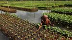 Begini Cara Bangladesh Siasati Ketahanan Pangan