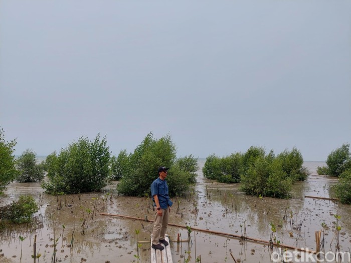 Pesisir yang ditanami mangrove di Karangantu, Banten