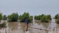 Sekarang kawasan ini menjadi salah satu wilayah yang masuk ke dalam konservasi wilayah pesisir. Di sini ditanami mangrove oleh banyak pihak.