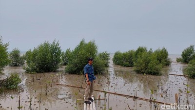 Miris Banget! Serang Dulu Punya Pantai Pasir Putih, Kini Tanah Berlumpur