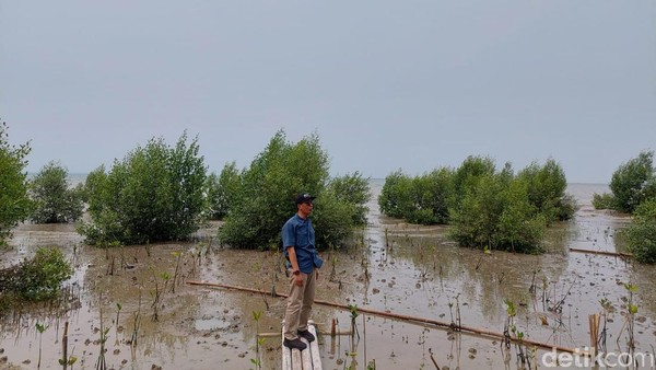 Miris Banget! Serang Dulu Punya Pantai Pasir Putih, Kini Tanah Berlumpur