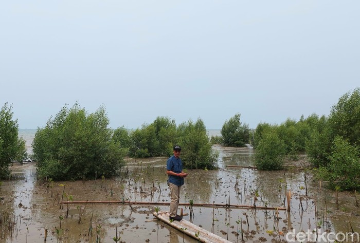 Pesisir yang ditanami mangrove di Karangantu, Banten