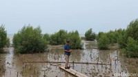 Dulunya di tahun 90-an, kawasan ini adalah pantai pasir putih yang menjadi favoritnya warga sekitar Karangantu, Serang untuk liburan.