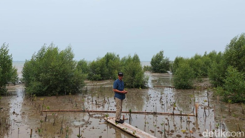 Pesisir yang ditanami mangrove di Karangantu Pesisir yang ditanami mangrove di Karangantu, Banten