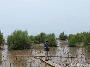 Dulu di Sini Pantai Pasir Putih dan Lautnya Biru, Kini Tersisa Kubangan Lumpur...