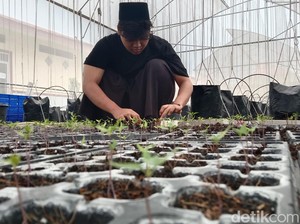 Keren! Ponpes di Indramayu Terapkan Pendidikan Pertanian Modern