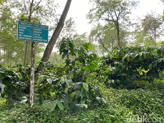 Kopi Pertama Ditanam oleh Pangeran, Ini Kebun Kopi Tertua di Jawa Timur