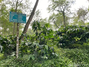 Kopi Pertama Ditanam oleh Pangeran, Ini Kebun Kopi Tertua di Jawa Timur