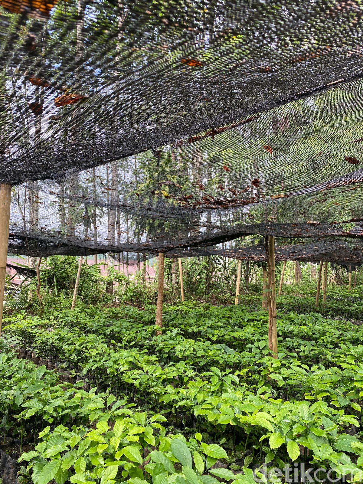 Kopi Pertama Ditanam oleh Pangeran, Ini Kebun Kopi Tertua di Jawa Timur