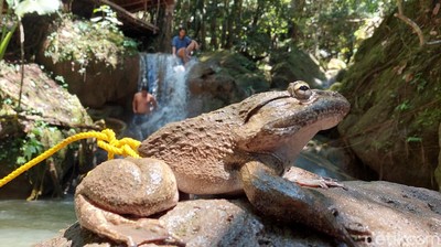 Potret Todan, Katak Besar yang Dikonsumsi Warga Kadingeh Enrekang