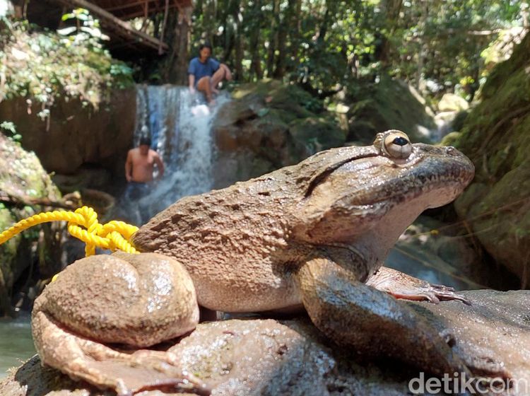 Potret Todan, Katak Besar yang Dikonsumsi Warga Kadingeh Enrekang