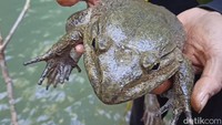 Todan merupakan salah satu spesies katak yang berukuran besar yang hidup di daerah yang memiliki hutan primer. (Rachmat Aradi/detikSulsel) Todan merupakan salah satu spesies katak yang berukuran besar yang hidup di daerah yang memiliki hutan primer. (Rachmat Aradi/detikSulsel)