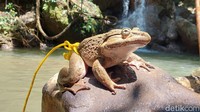 Desa Kadingeh menjadi daerah habitat dari Todan di Sulsel. Todan ini biasanya dijumpai di dalam hutan dan pinggir sungai. (Rachmat Aradi/detikSulsel) Desa Kadingeh menjadi daerah habitat dari Todan di Sulsel. Todan ini biasanya dijumpai di dalam hutan dan pinggir sungai. (Rachmat Aradi/detikSulsel)
