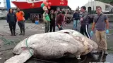 Ikan Mola-mola Raksasa Ditemukan, Beratnya 3 Ton-Pecahkan Rekor Dunia!