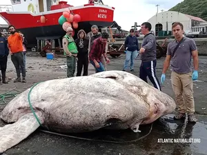 Ikan Mola-mola Raksasa Ditemukan, Beratnya 3 Ton-Pecahkan Rekor Dunia!