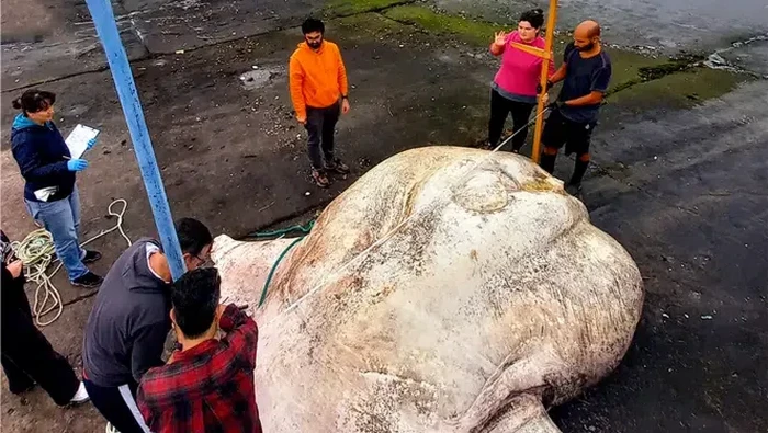 Ikan Mola-mola Raksasa