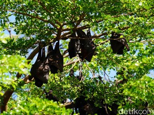 Jejak Kelelawar di Soppeng dan Janji Kesetiannya Menjaga Kota Kalong