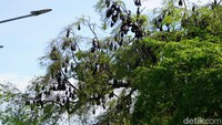 Mitos tersebut pun hingga kini banyak dipercayai oleh masyarakat Soppeng. Masyarakat mesti waspada bila kelelawar di pusat kota itu tiba-tiba saja tidak berada di tempatnya. Pertanda bencana. Foto: (Agung Pramono/detikSulsel)