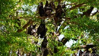 masyarakat Soppeng percaya ada cerita legenda di balik keberadaan kelelawar yang kini menjadi penghias jantung kota itu. Disebutkan bahwa kelelawar sudah memenuhi pusat kota sebelum adanya Raja Soppeng pertama, yaitu La Temmamala. Foto: (Agung Pramono/detikSulsel)