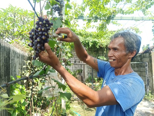 Pengelola Bali Mesari Farm, Samsul (52) ketika akan memanen anggur pada Sabtu (22/10/2022) di Jalan Hang Tuah Gang Cempaka Putih, Denpasar, Bali.
