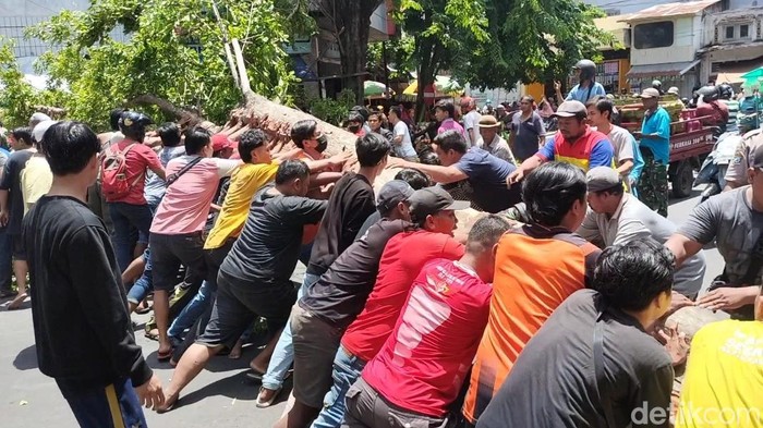 Pohon tumbang di Probolinggo