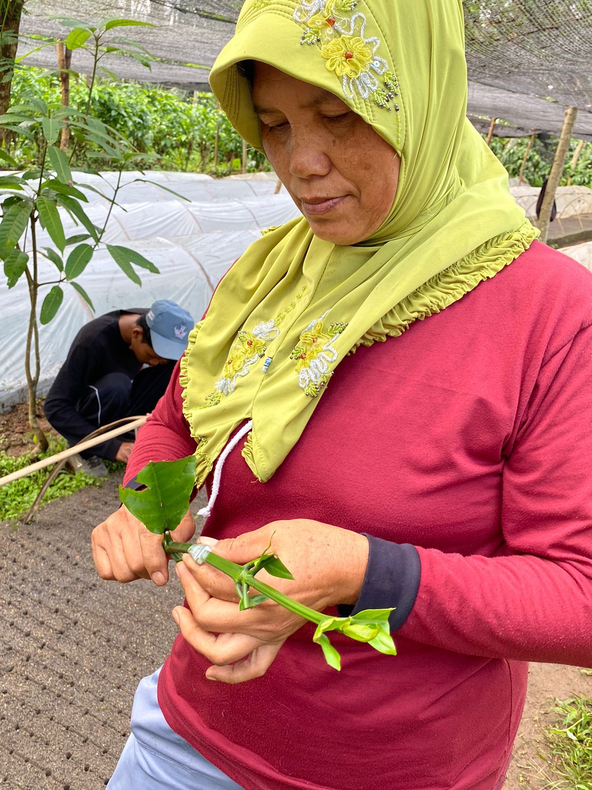 Begini Proses Panjang Pengolahan Kopi, Sebelum Bisa Diseruput Hangat