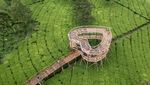 Wisata Kebun Teh Tambi Sikatok di Wonosobo, Asri Banget Buat Healing!