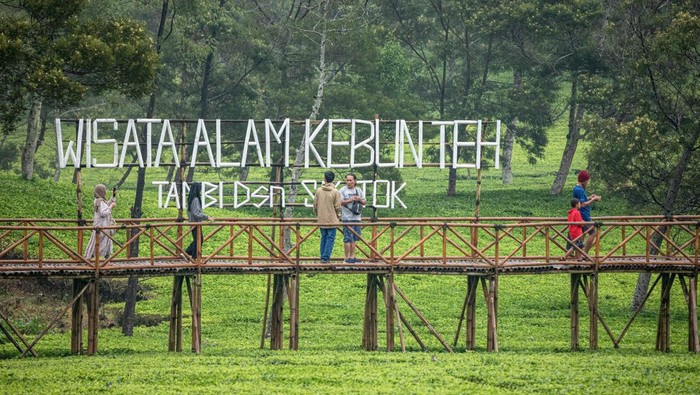 Sejumlah pengunjung berjalan melalui jembatan bambu di wisata alam Kebun Teh Tambi Sikatok di Dusun Sikatok, Desa Sigedang, Kecamatan Kejajar, Kabupaten Wonosobo, Jawa Tengah, Sabtu (22/10/2022). Destinasi wisata alam seluas sekitar 6,6 hektare yang menyuguhkan pemandangan perkebunan teh serta alam di kawasan lereng Gunung Sindoro tersebut dikembangkan dan dikelola oleh masyarakat setempat bekerja sama dengan PT Perkebunan Tambi guna meningkatkan perekonomian warga sekitar perkebunan. ANTARA FOTO/Aji Styawan/aww.