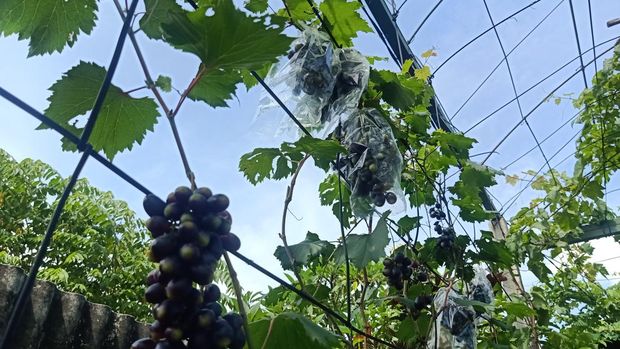 Wisata petik anggur di Bali Mesari Farm