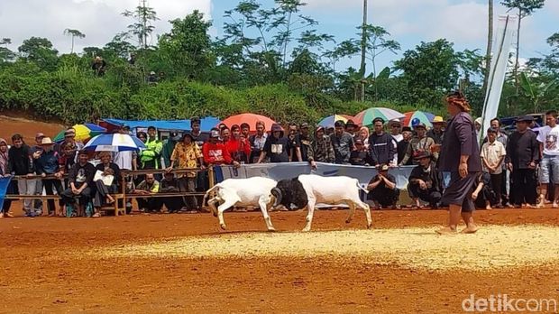 Adu ketangkasan domba Garut di Ciamis