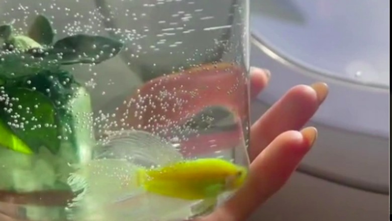 Ikan cupang di pesawat Ikan cupang di pesawat