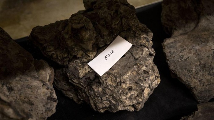 A woman looks at fossils stored in the collection tower, which are part of the Dubois collection, at the Naturalis museum, in Leiden on October 18, 2022. - Indonesia' asks the Netherlands to return eight pieces of art and natural science collections, including the Dubois collection. - Netherlands OUT (Photo by Remko de Waal / ANP / AFP) / Netherlands OUT (Photo by REMKO DE WAAL/ANP/AFP via Getty Images)