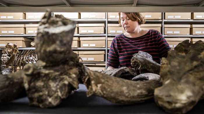 A woman looks at fossils stored in the collection tower, which are part of the Dubois collection, at the Naturalis museum, in Leiden on October 18, 2022. - Indonesia' asks the Netherlands to return eight pieces of art and natural science collections, including the Dubois collection. - Netherlands OUT (Photo by Remko de Waal / ANP / AFP) / Netherlands OUT (Photo by REMKO DE WAAL/ANP/AFP via Getty Images)