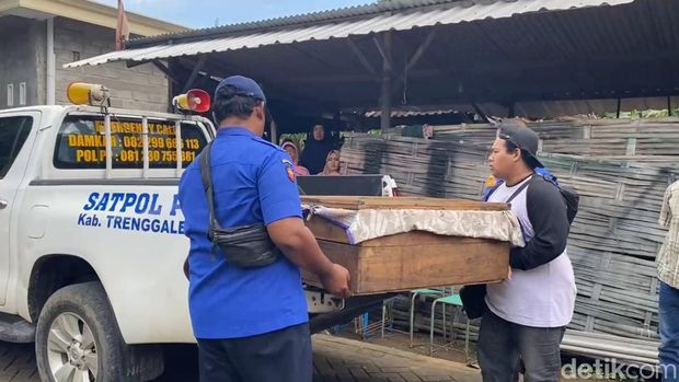 Petugas evakuasi dua ular king kobra milik korban