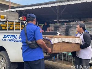 Pawang Ular Tewas Dipatuk King Kobra Peliharaannya di Trenggalek