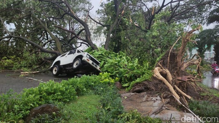 Pohon tumbang akibat angin puting beliung di Perumahan Kahuripan Nirwana Sidoarjo