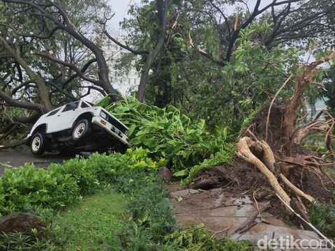 Pohon tumbang akibat angin puting beliung di Perumahan Kahuripan Nirwana Sidoarjo