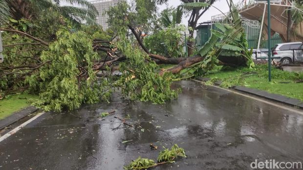 Pohon tumbang akibat angin puting beliung di Perumahan Kahuripan Nirwana Sidoarjo